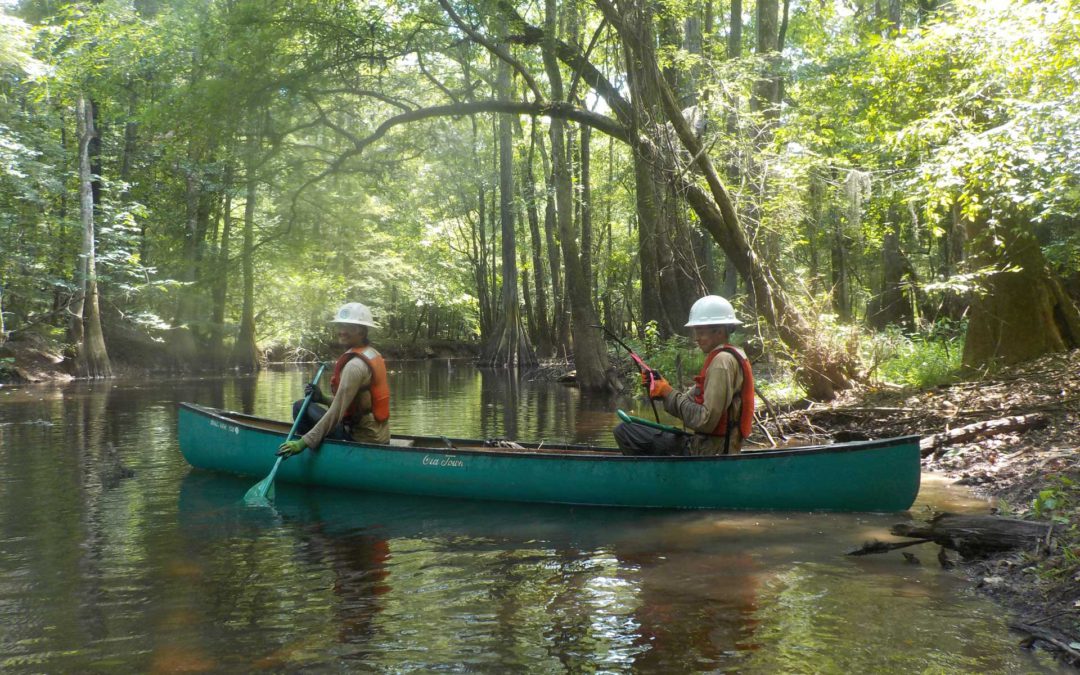Canoe Trail Restoration, Congaree National Park