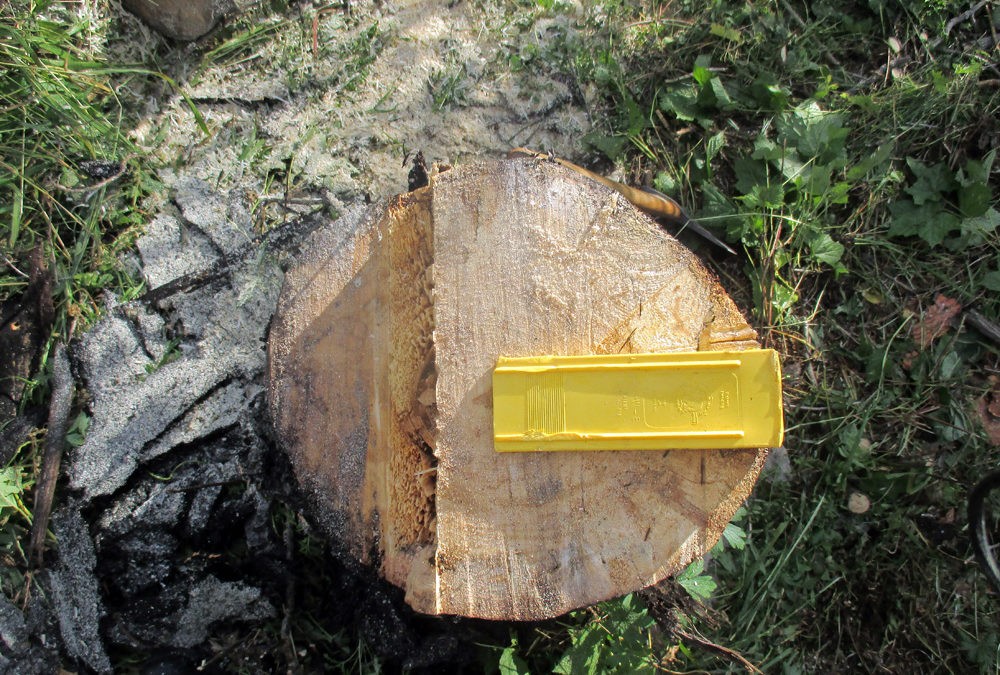 Hazard Tree Removal in Los Alamos, NM
