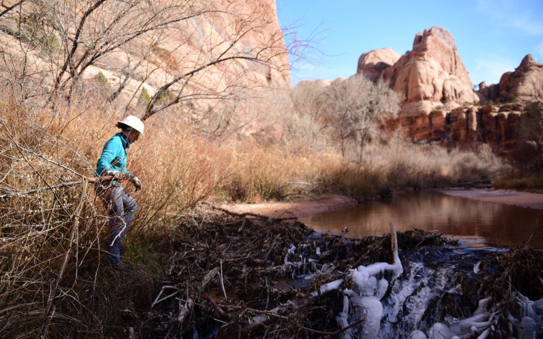 Riparian Health and Restoration in Moab, Utah