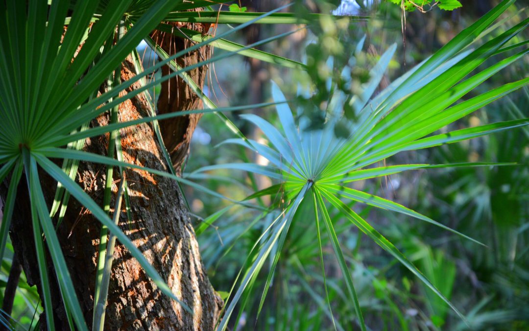 Hunting Island State Park | Diamondback Rattlesnake Trail