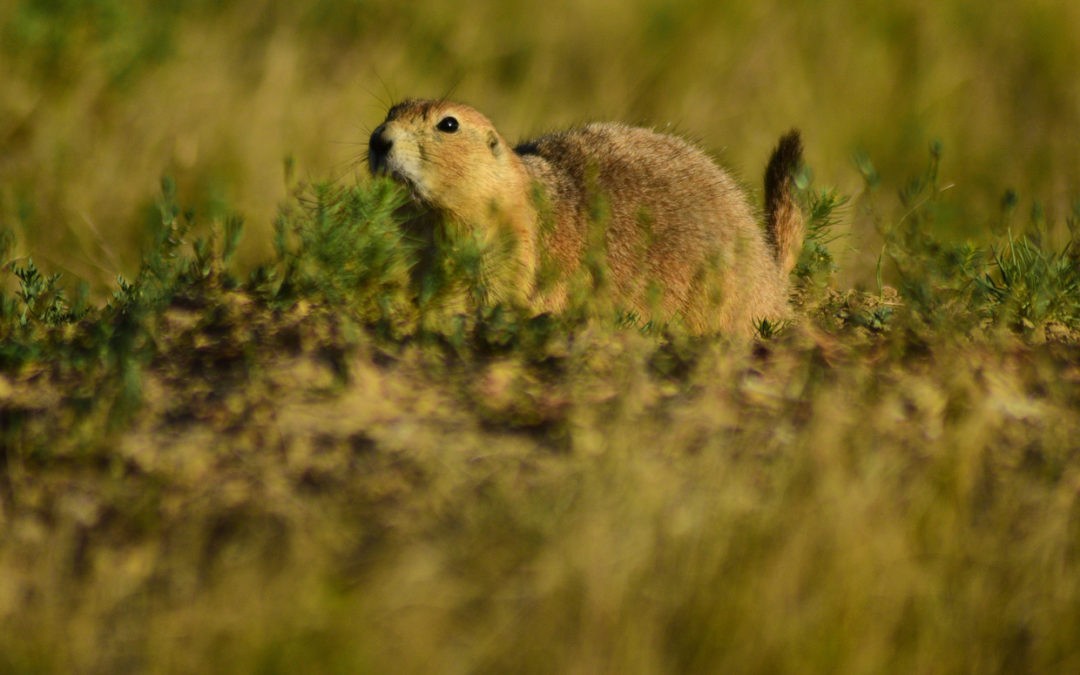 Bryce Canyon National Park | Prairie Dog Habitat Restoration