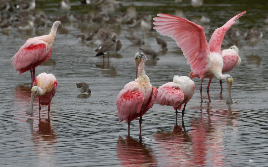 Winter Migration