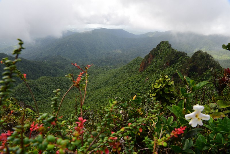 El Yunque National Forest | Video