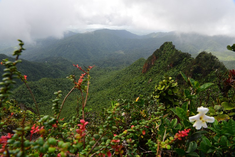 El Yunque National Forest | Puerto Rico