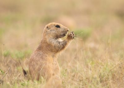 ACE Wildlife Picture