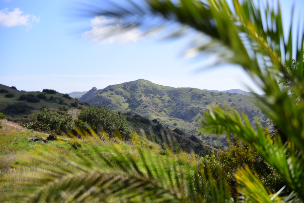 Catalina Island | Planting Project