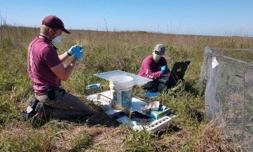 EPIC FWS interns working in field