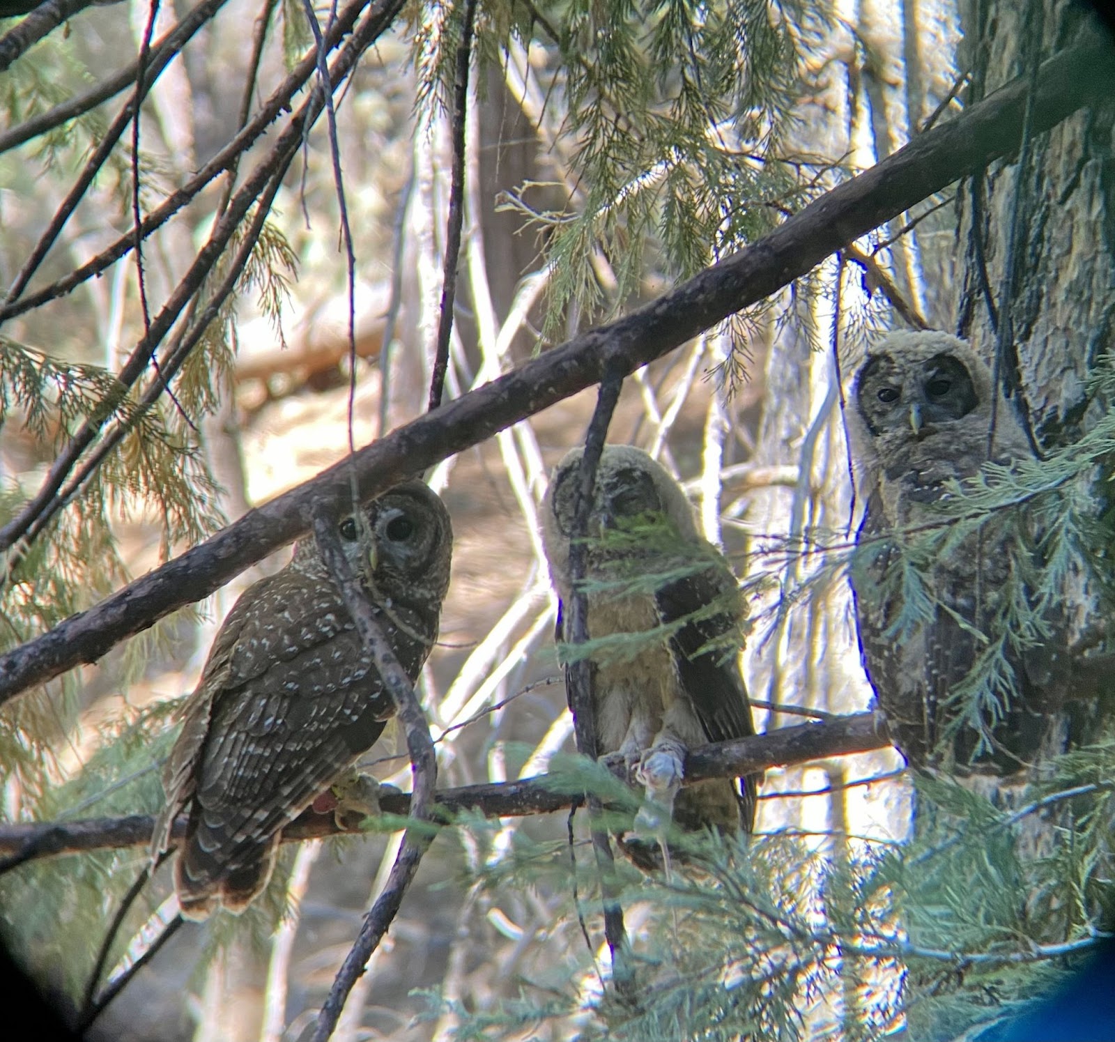 Owls Sitting in Tree Together