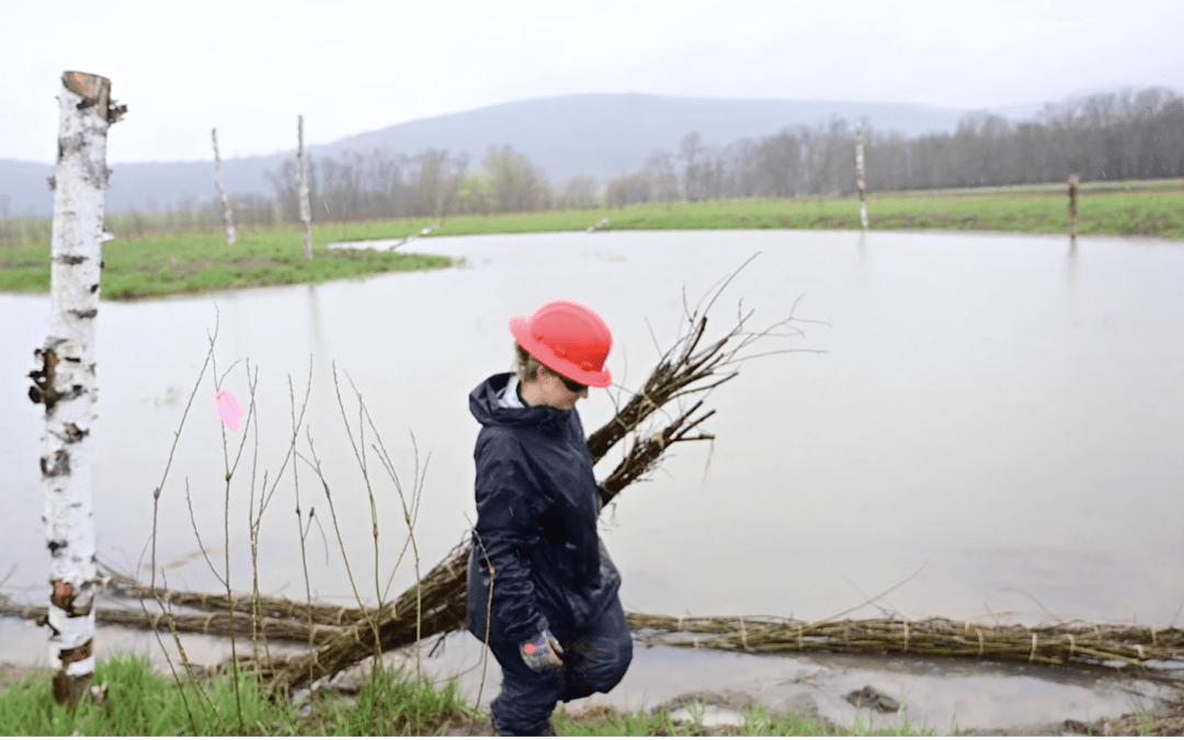 volunteer carrying branches during wetland restoration project