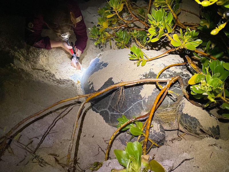 Scientific researcher in Buck Island is tagging a sea turtle that is laying eggs before returning to sea 