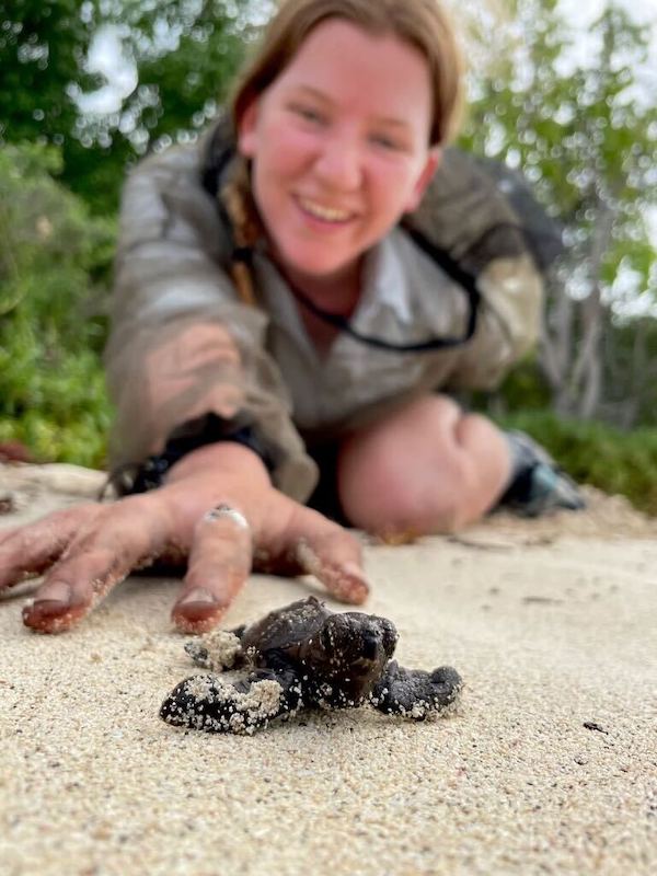 ACE wildlife researcher kneels behind buck island turtle hatchling