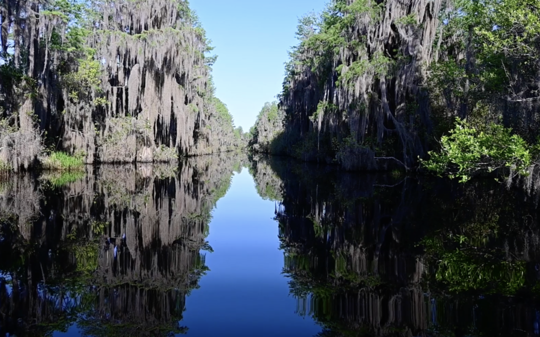Discover the Beauty of Okefenokee National Wildlife Refuge