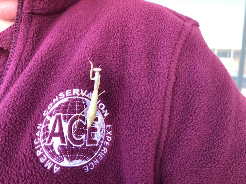 ACE sweatshirt logo patch