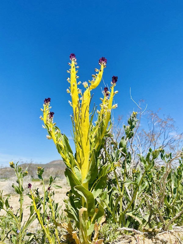 Mojave Desert Plant pic by Isabeau Cordes