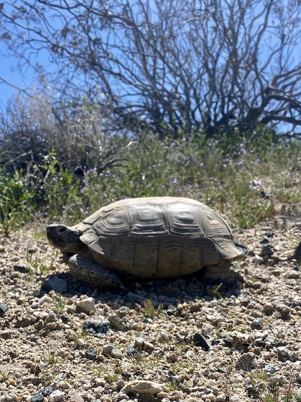 Mojave Desert Tortoise pic by Isabeau Cordes
