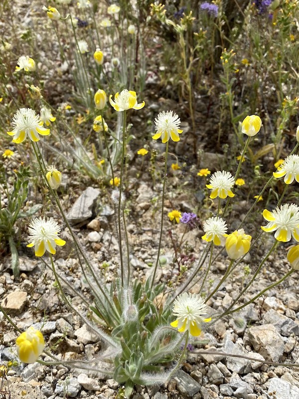 Mojave Desert Yellow Flowers pic by Isabeau Cordes