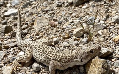 Resources and Recreation in the Mojave Desert