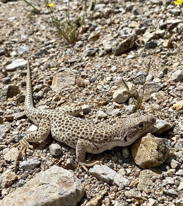 Cordes Blue Lizard - gamme Jazz