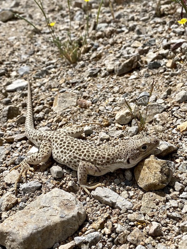Mojave Desert Lizard pic by Isabeau Cordes