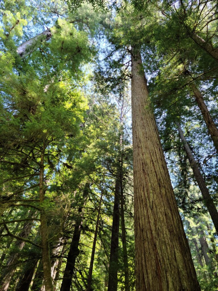 Trans-ian Highway runs through the  forest