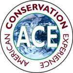 ACE Logo