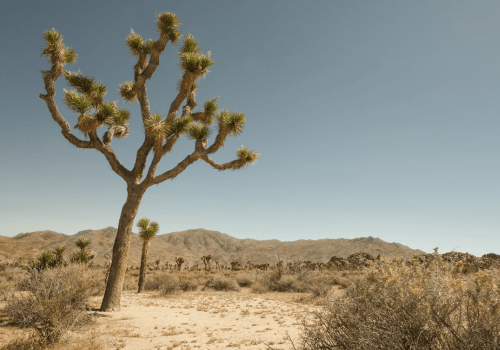 Joshua Tree Joshua Tree