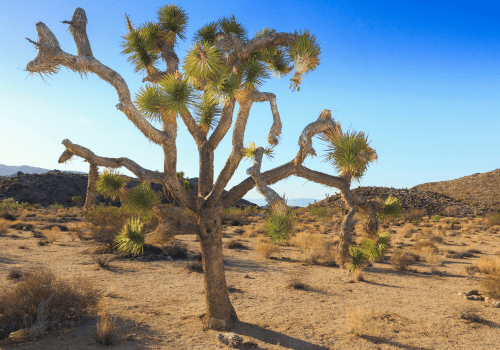 ACE Joshua Tree image