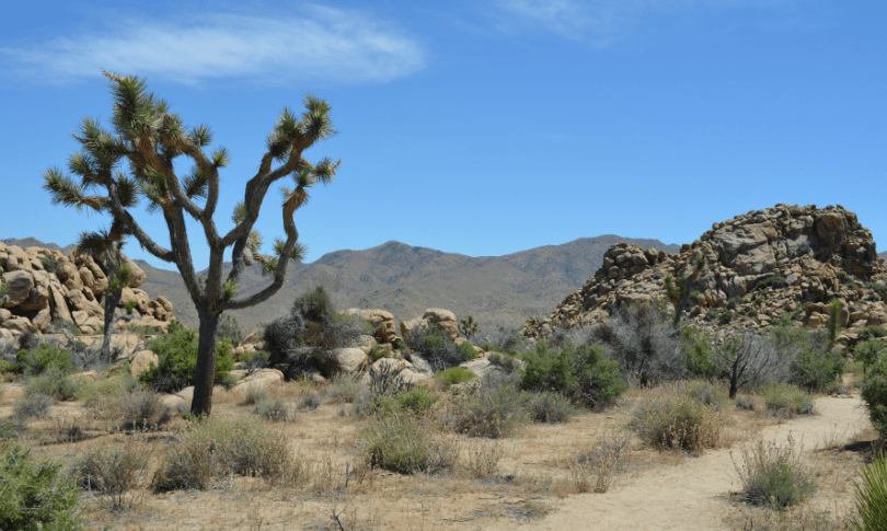 Mojave Desert image