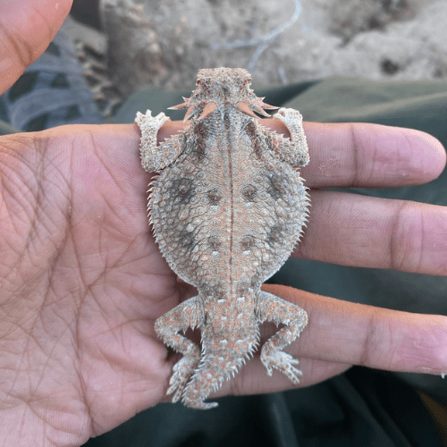 EPIC BLM Member Supports Efforts to Save a Species