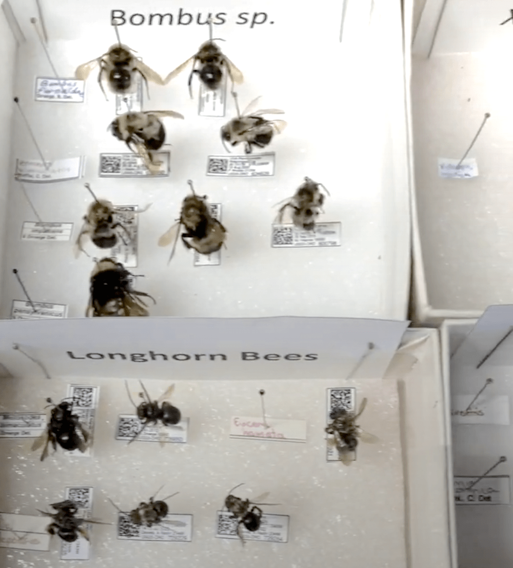 photo of bee specimens