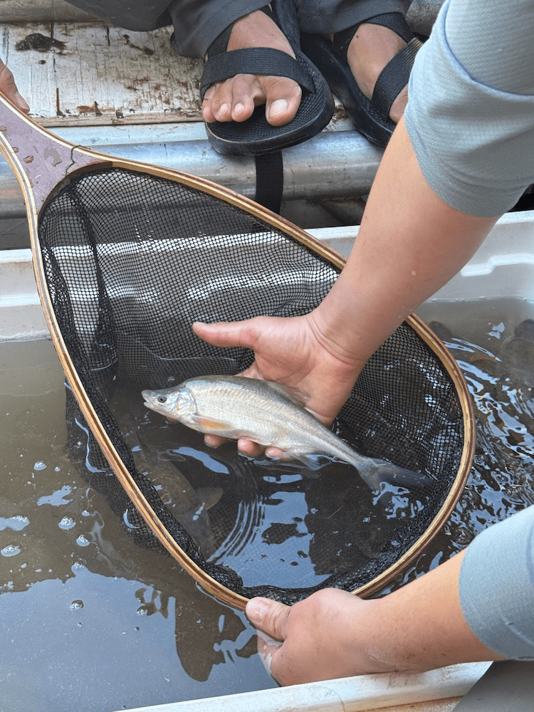 photo of fish