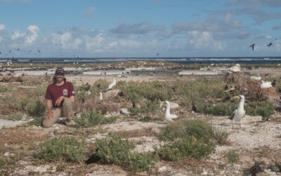 E Komo Mai, Ekupuʻu: Welcoming the Laysan Finch Back to Midway Atoll MWR