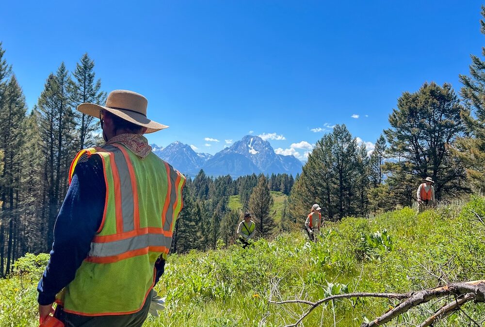 Restoring the Wild at Grand Teton