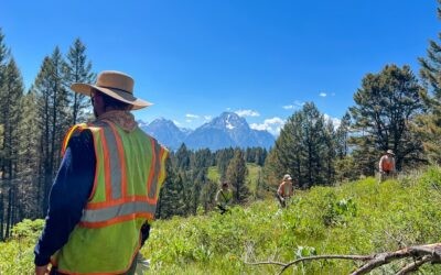 Restoring the Wild at Grand Teton