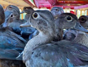 Wood ducks captured for banding