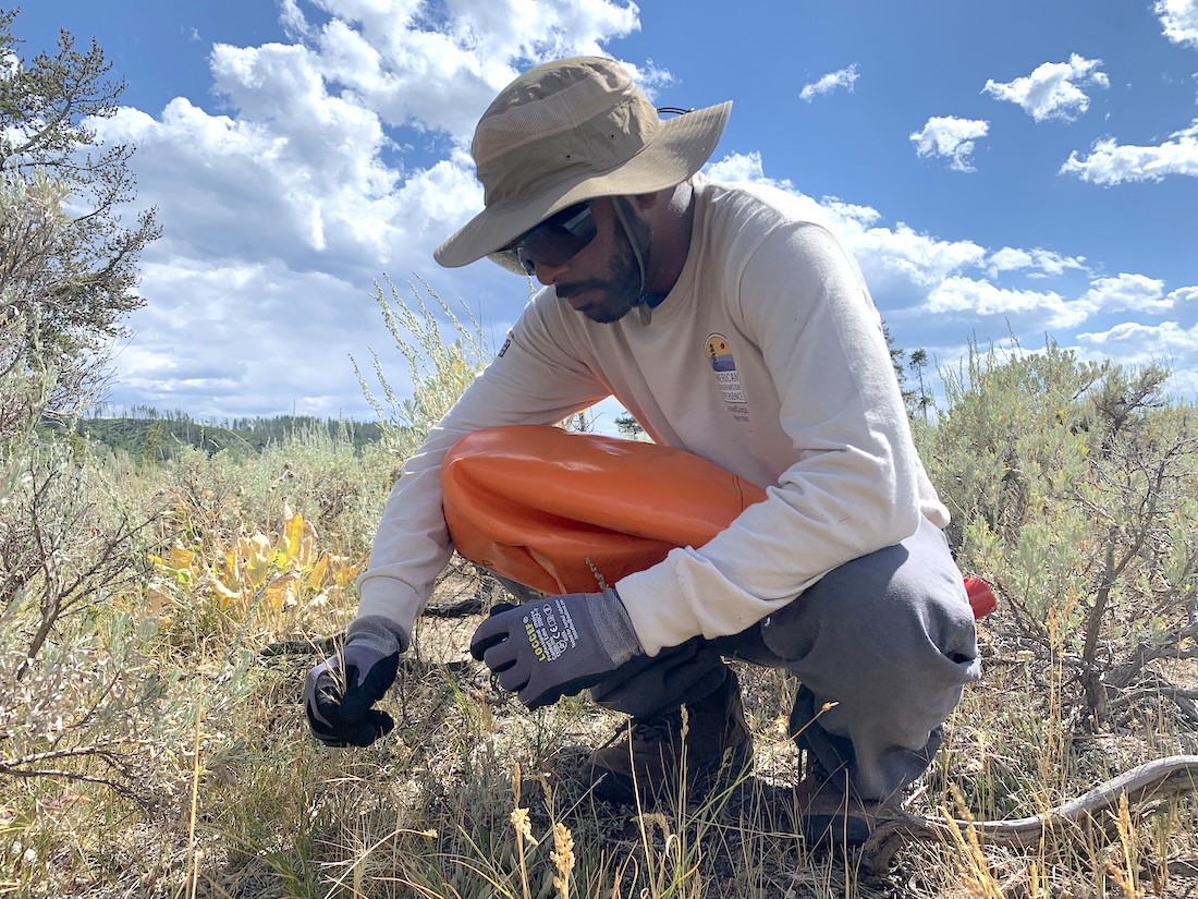 ACE member collecting seeds at Yellowstone