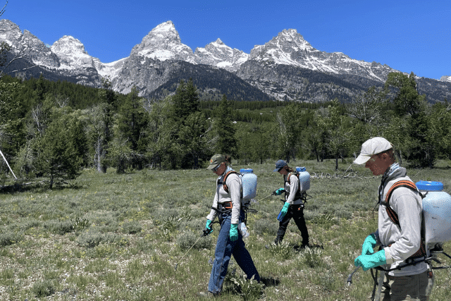 ACE members using herbicide