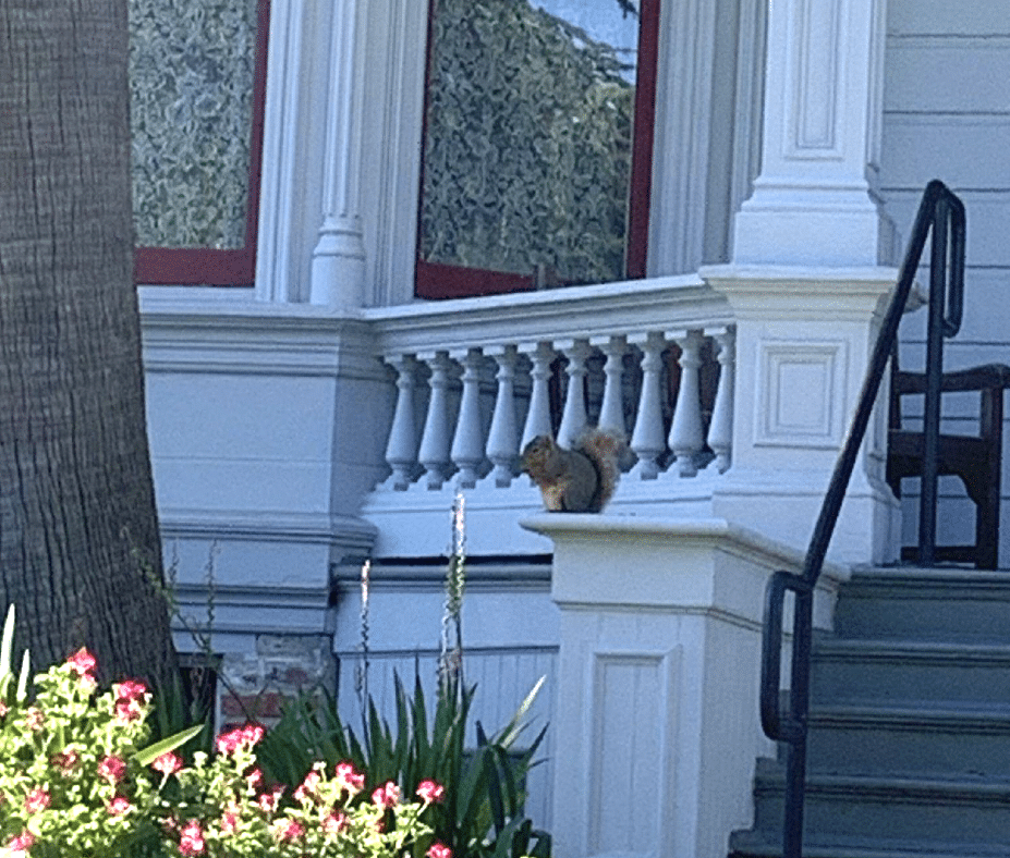 Museum guest - a squirrel