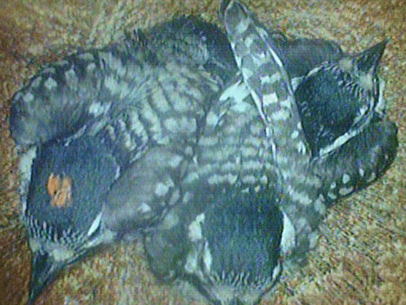 Three nestlings