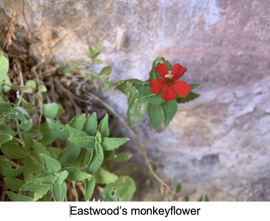 flower photo