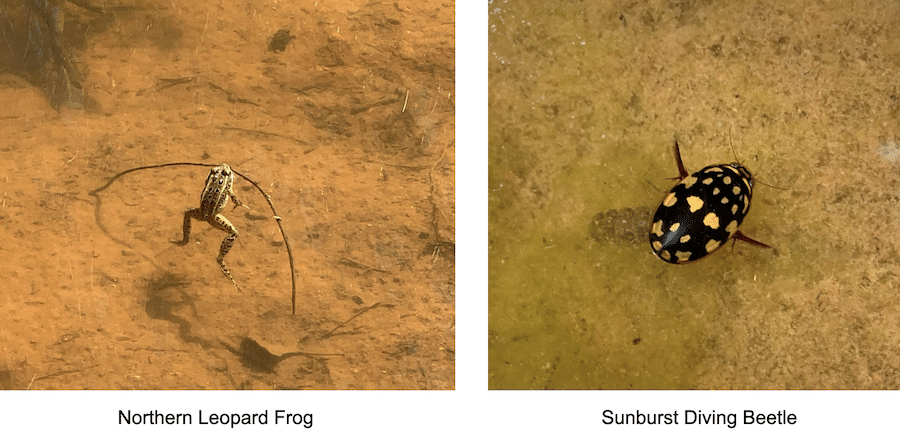 photo of a frog and photo of a beetle