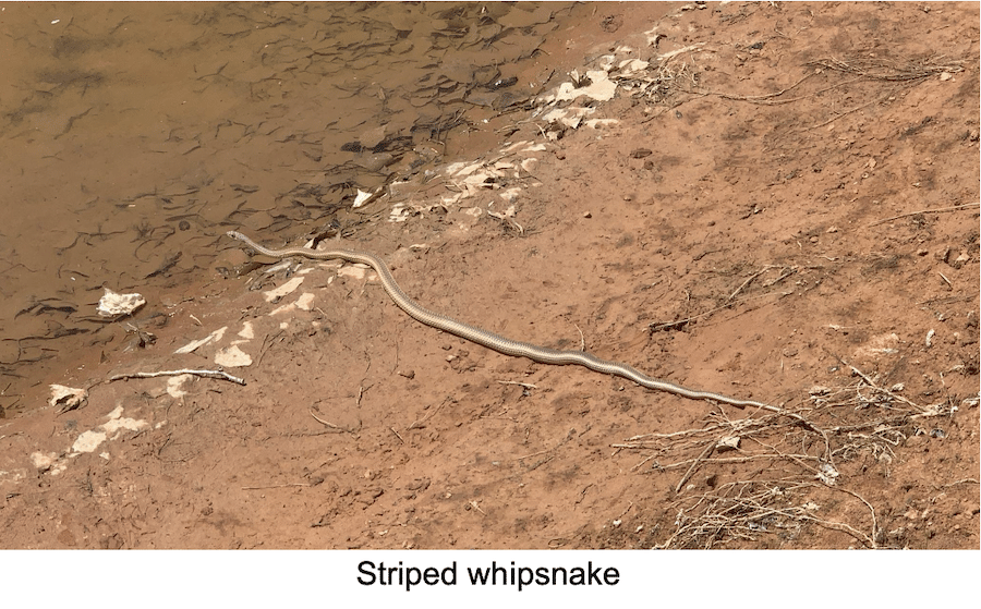 photo of snake