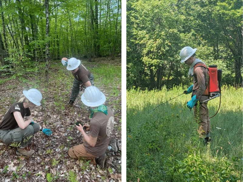 ACE Crews removing invasives in field